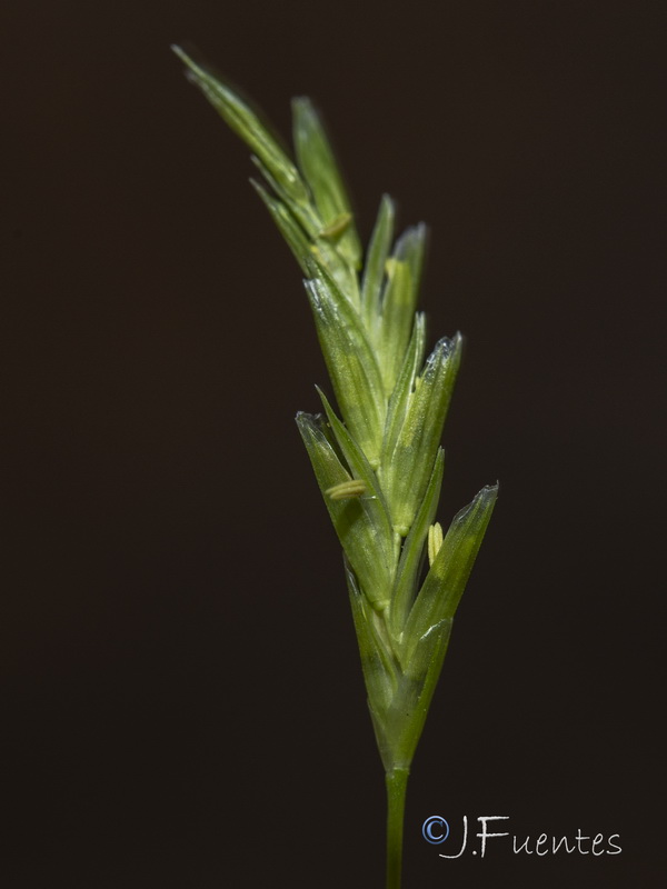 Glyceria declinata.27