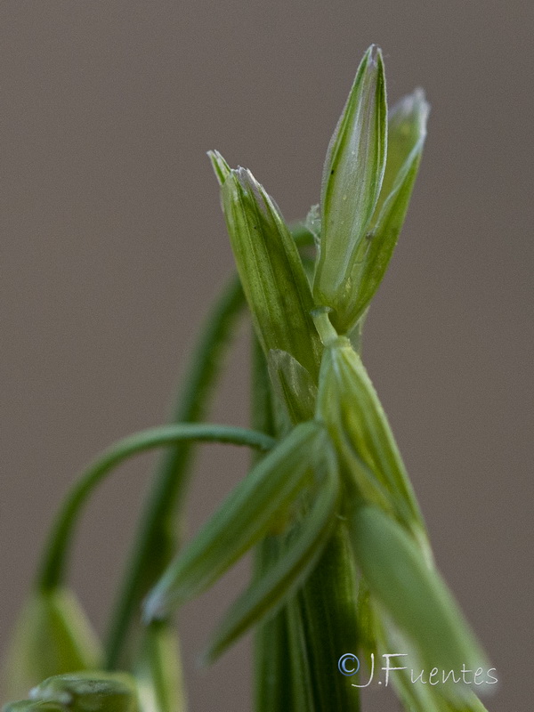 Glyceria declinata.28
