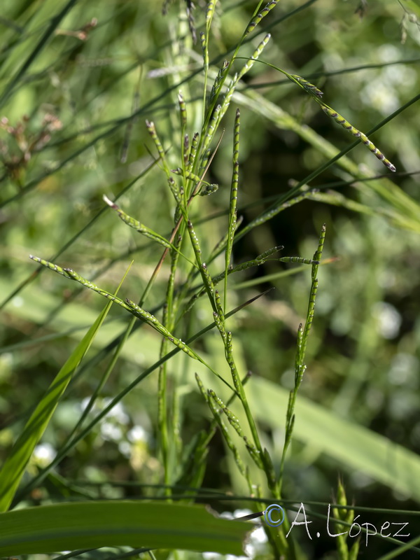 Glyceria notata.01
