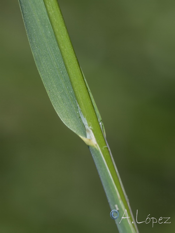 Glyceria notata.02