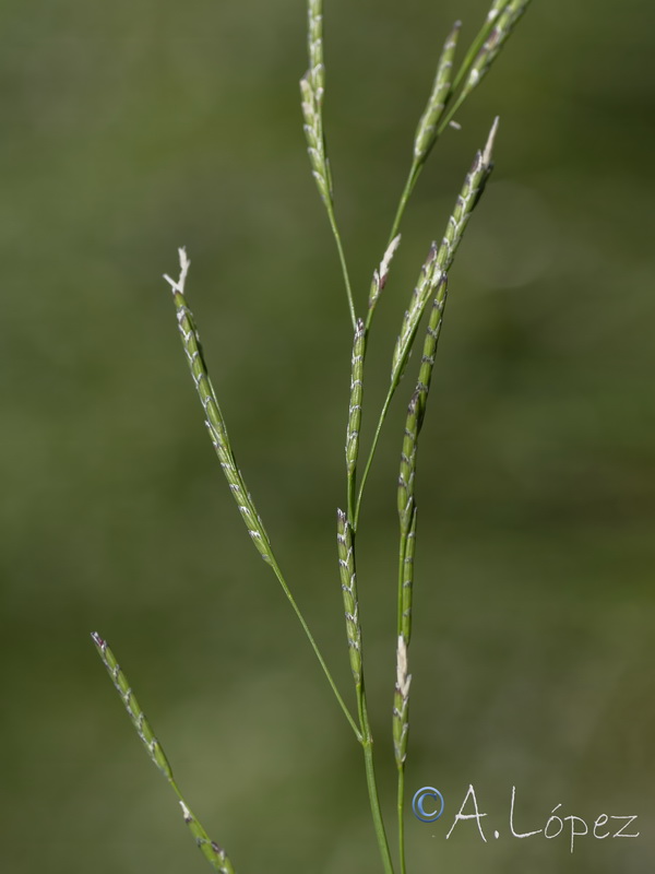 Glyceria notata.03