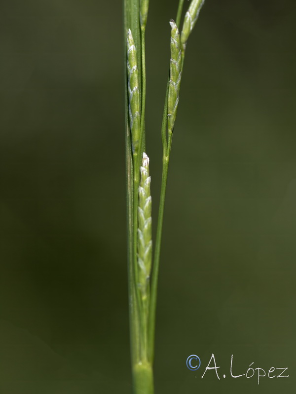 Glyceria notata.04