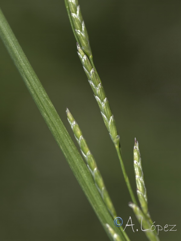 Glyceria notata.05