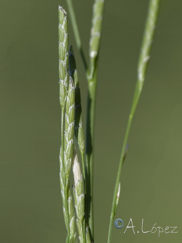 Glyceria notata.06