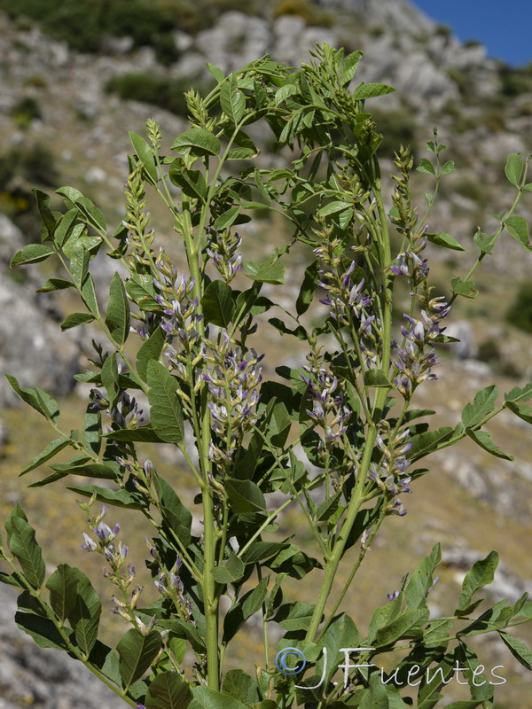 Glycyrrhiza glabra.01