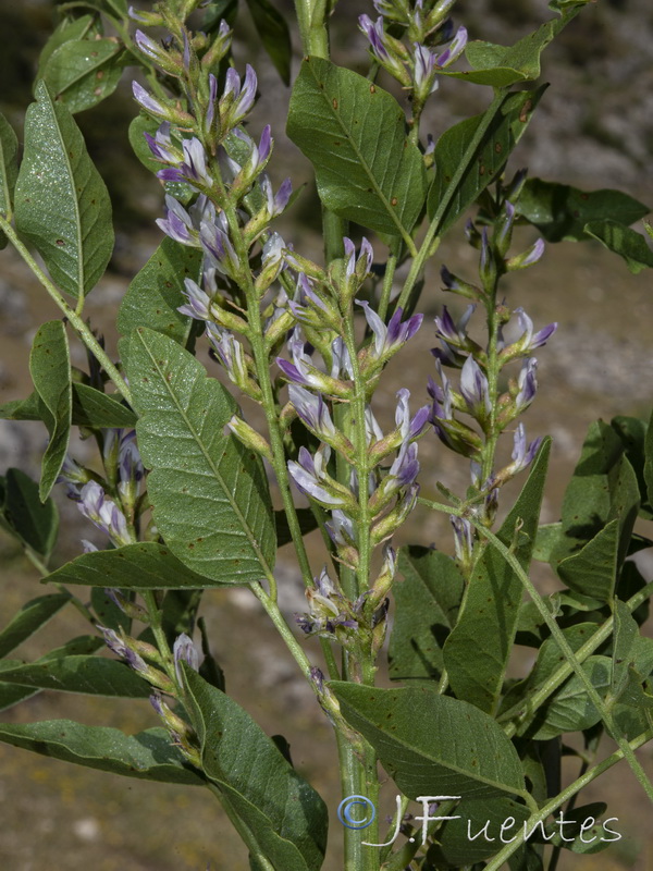 Glycyrrhiza glabra.03