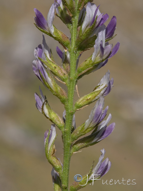 Glycyrrhiza glabra.05