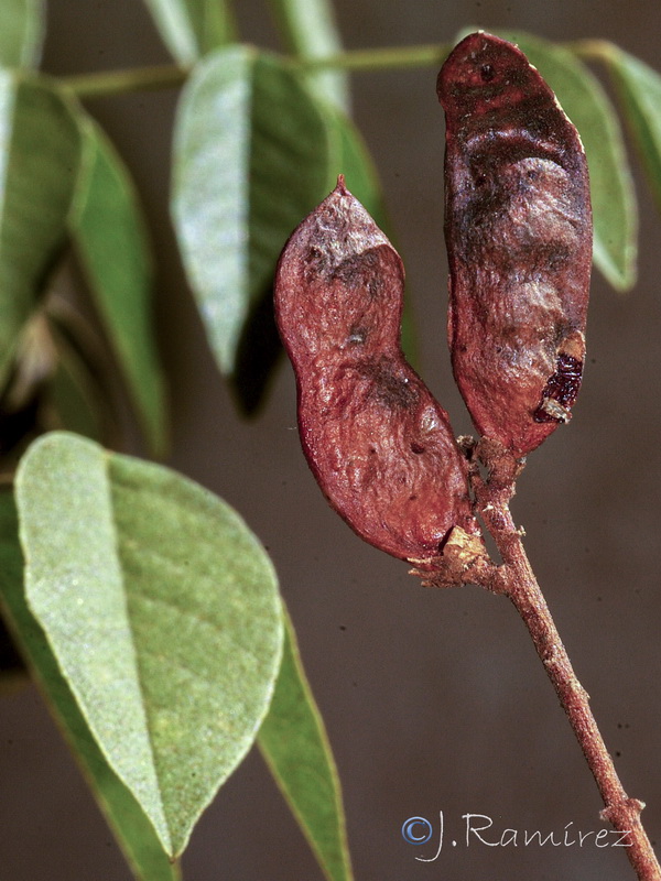 Glycyrrhiza glabra.10