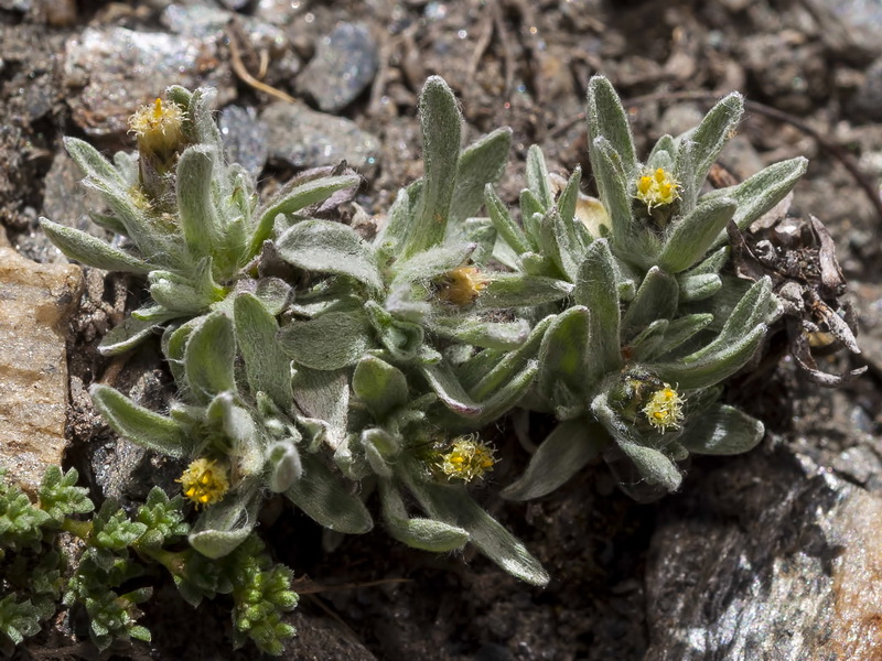 Gnaphalium supinum.02