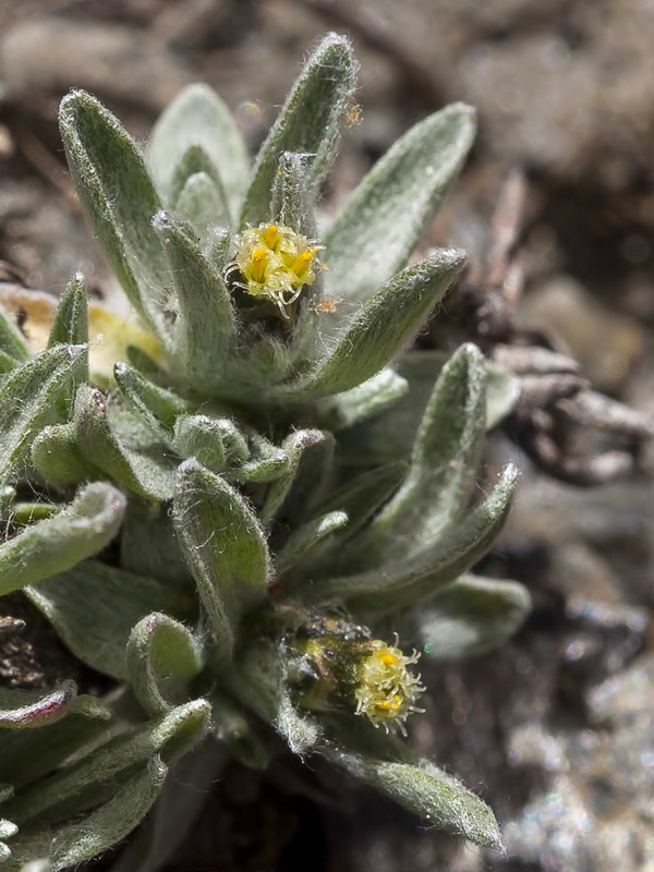 Gnaphalium supinum.03