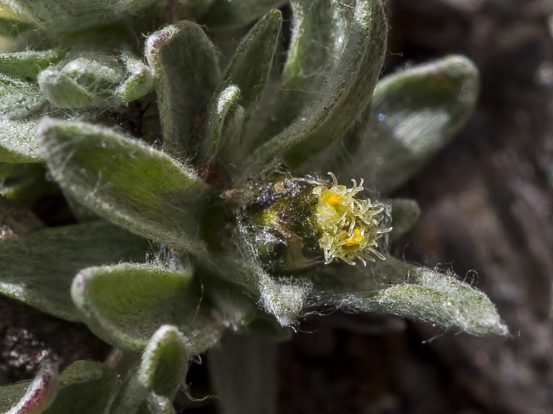 Gnaphalium supinum.05