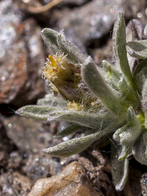 Gnaphalium supinum.07