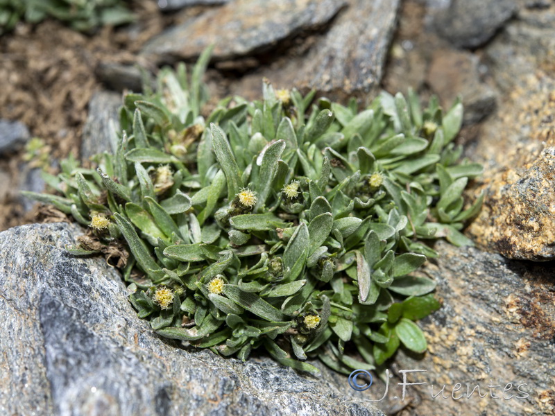 Gnaphalium supinum.01