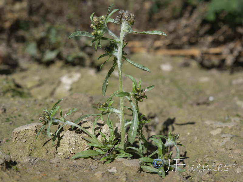 Gnaphalium uliginosum ulginosum.01