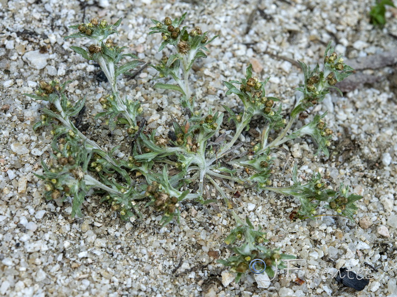 Gnaphalium uliginosum ulginosum.02
