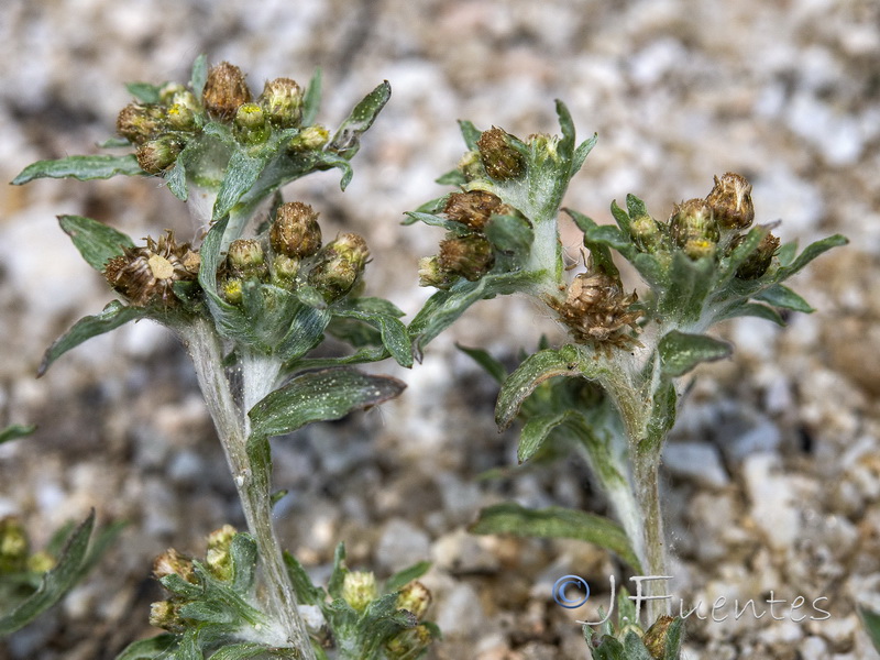 Gnaphalium uliginosum ulginosum.03