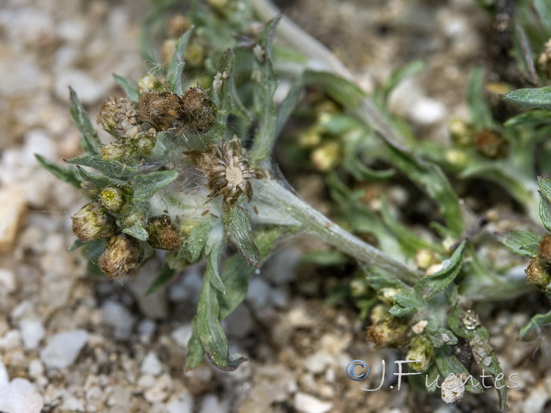Gnaphalium uliginosum ulginosum.04