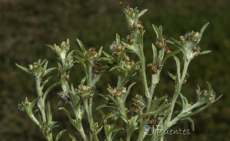 Gnaphalium uliginosum ulginosum.06