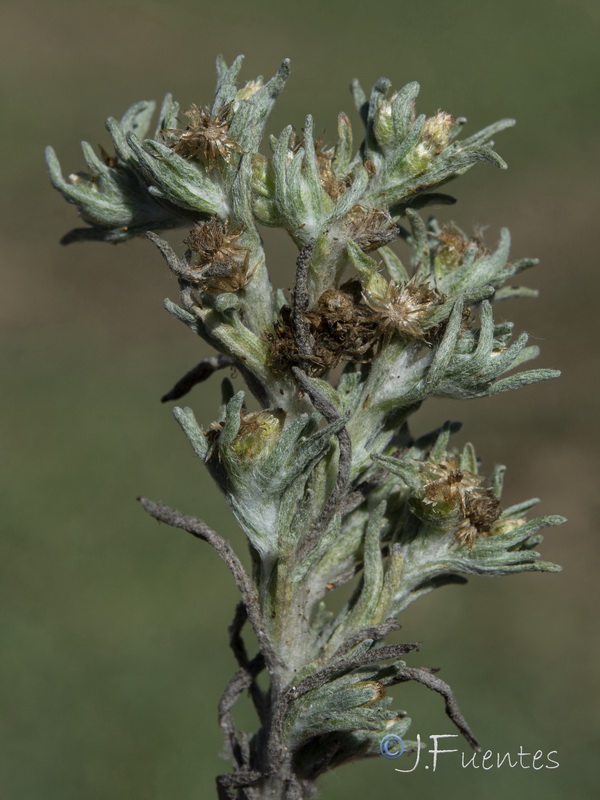 Gnaphalium uliginosum ulginosum.08