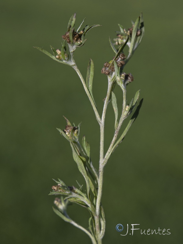 Gnaphalium uliginosum ulginosum.10