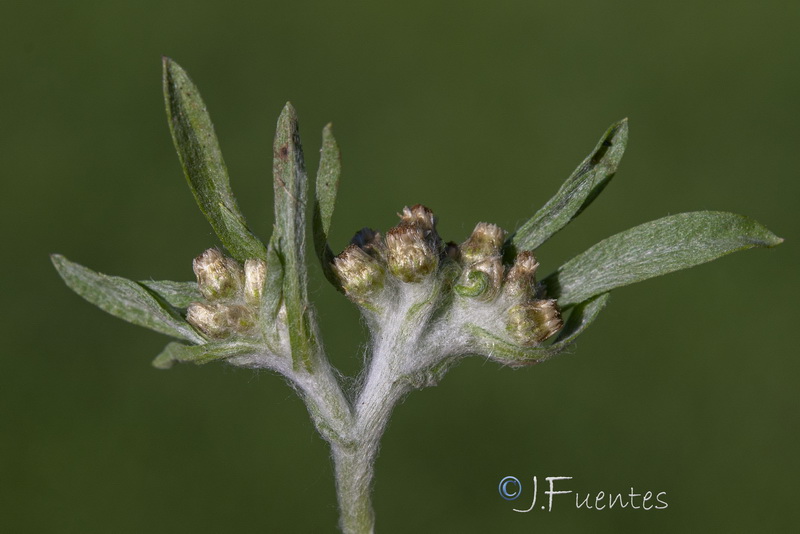 Gnaphalium uliginosum ulginosum.12