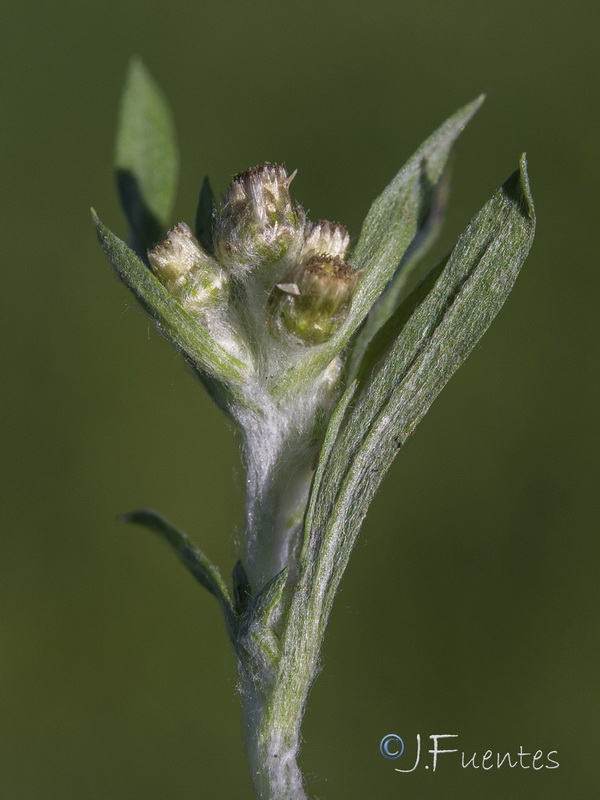 Gnaphalium uliginosum ulginosum.13