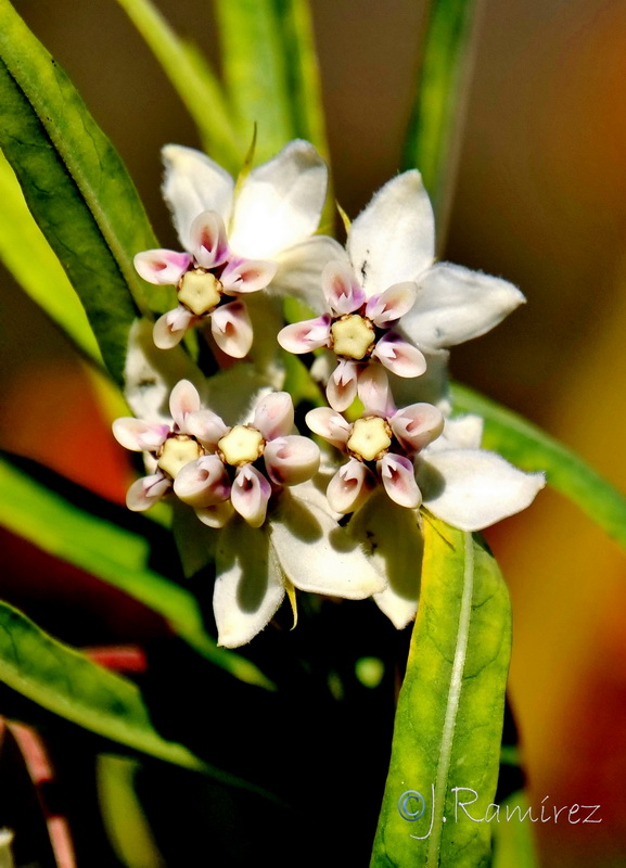 Gomphocarpus fruticosum 2.09