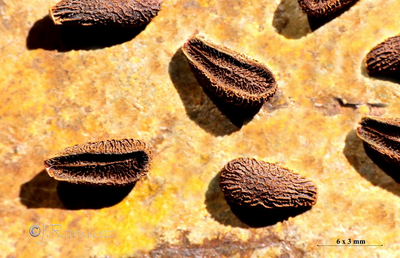 Gomphocarpus fruticosum 1.10
