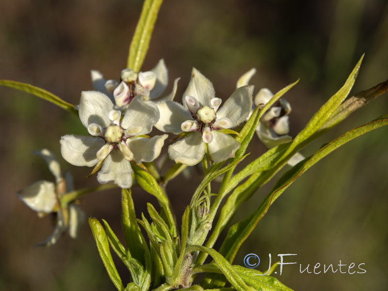 Gomphocarpus physocarpus.02
