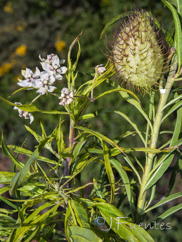 Gomphocarpus physocarpus.05