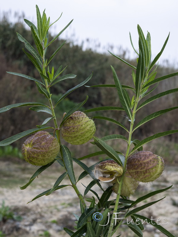 Gomphocarpus physocarpus 1.01