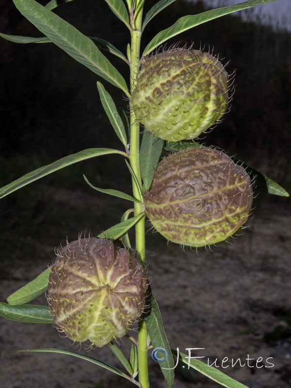 Gomphocarpus physocarpus 1.03