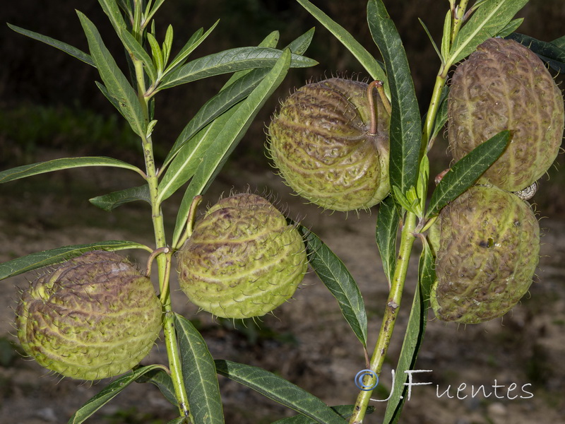 Gomphocarpus physocarpus 1.04