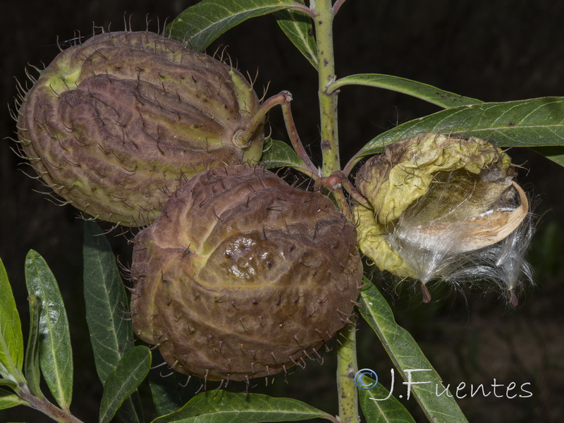 Gomphocarpus physocarpus 1.07
