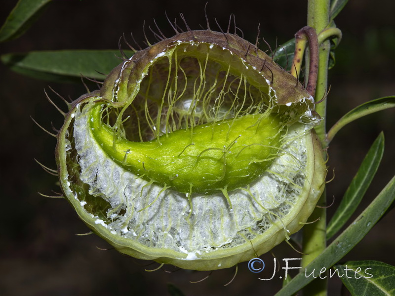 Gomphocarpus physocarpus 1.08