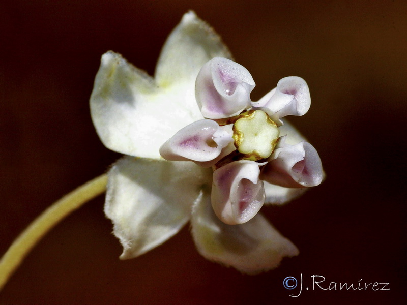 Gomphocarpus physocarpus 1.09