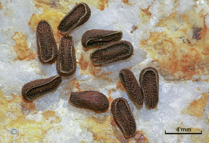Gomphocarpus physocarpus 1.10