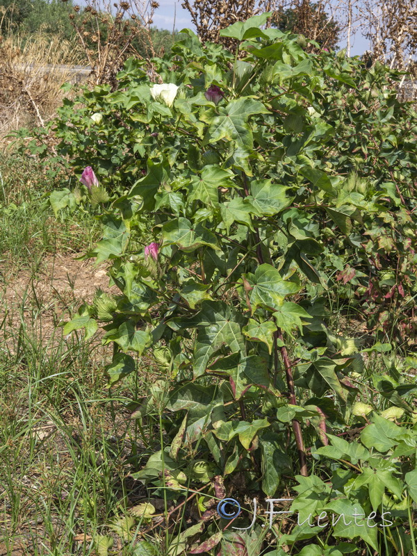 Gossypium herbaceum.01