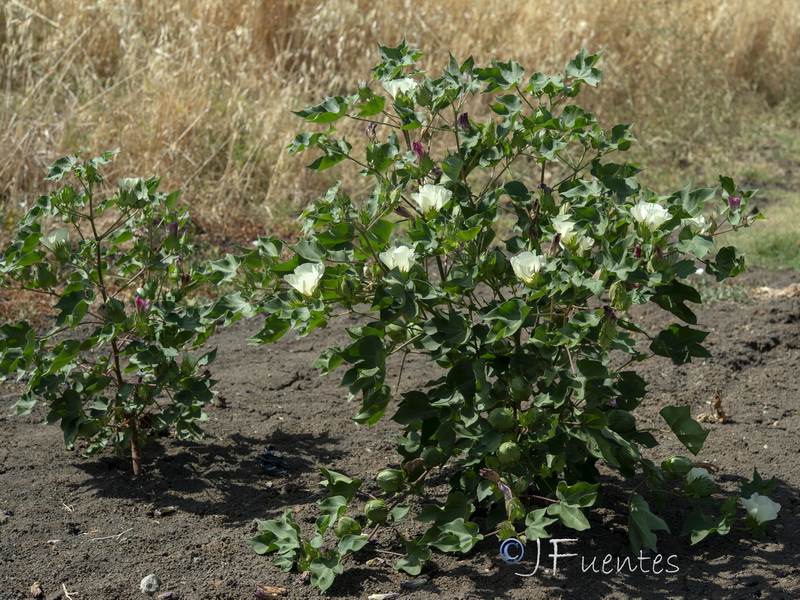 Gossypium herbaceum.12