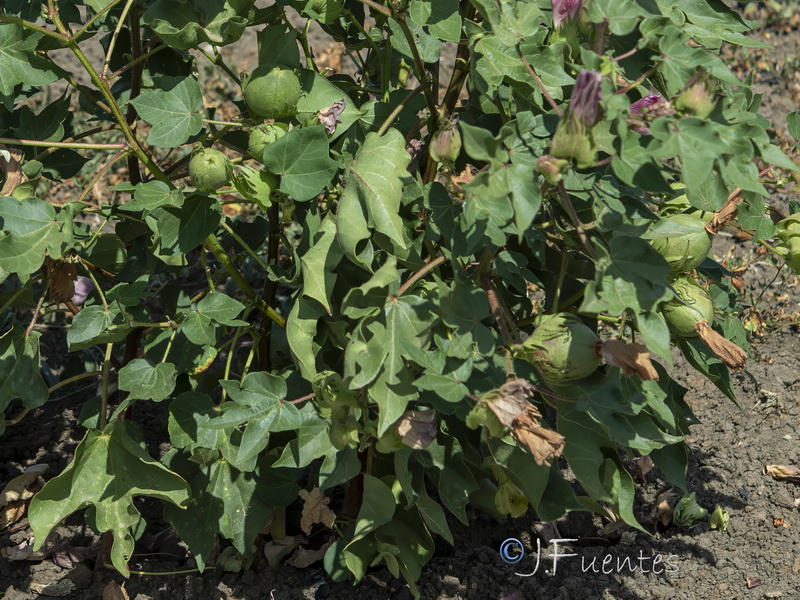 Gossypium herbaceum.14