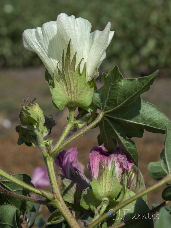 Gossypium herbaceum.15