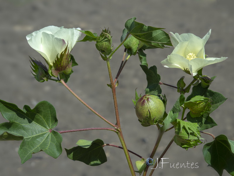 Gossypium herbaceum.16