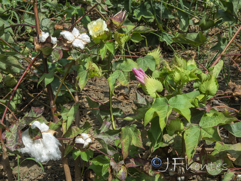 Gossypium hirsutum.02