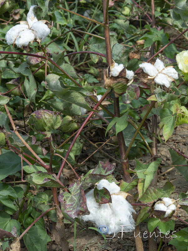 Gossypium hirsutum.04