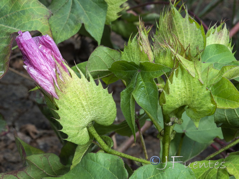 Gossypium hirsutum.07
