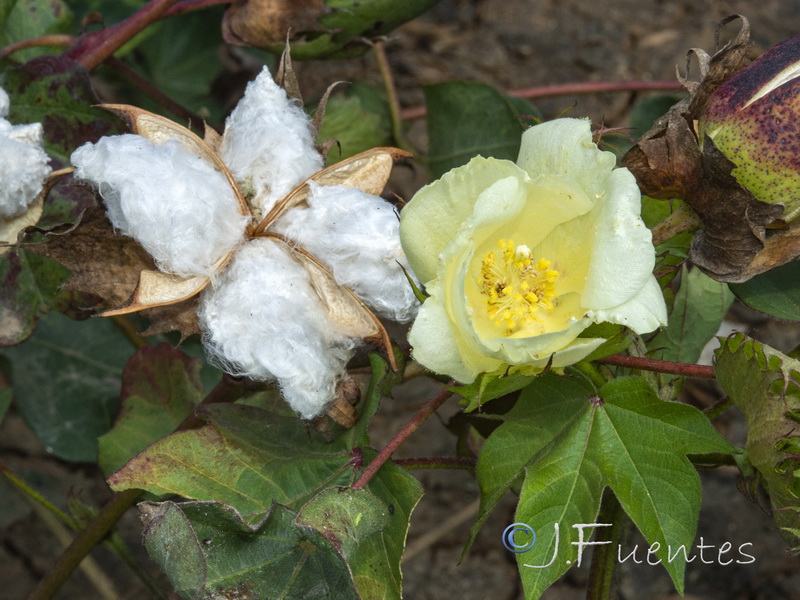 Gossypium hirsutum.08