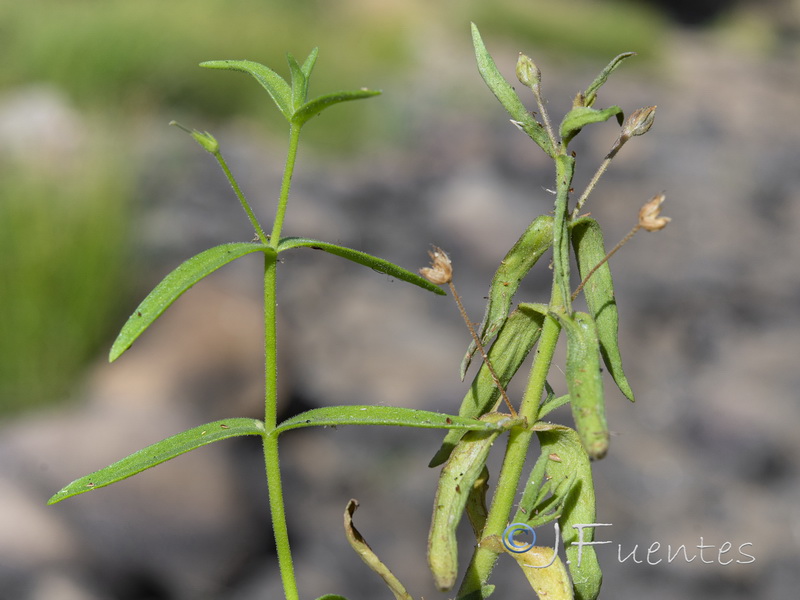 Gratiola linifolia.01