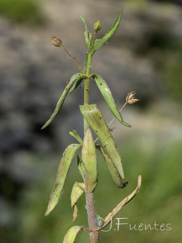Gratiola linifolia.02