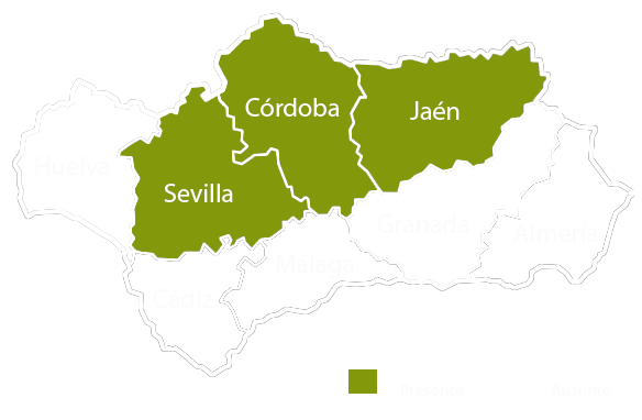 Andalucia copia