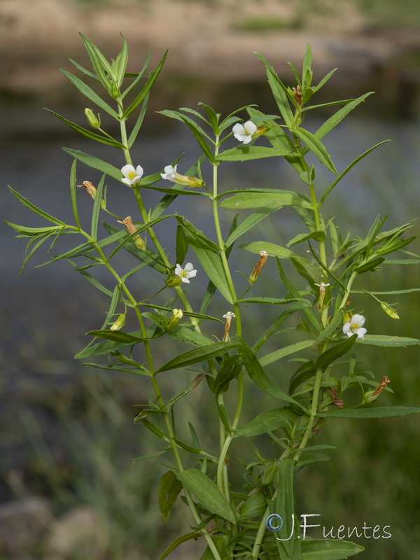 Gratiola officinalis.10